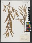 Foto von Salix alba L.